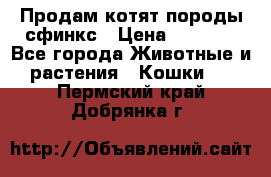 Продам котят породы сфинкс › Цена ­ 4 000 - Все города Животные и растения » Кошки   . Пермский край,Добрянка г.